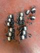 Bobine Mercury optimax 